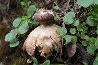 Geastrum