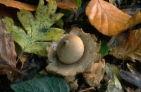 Geastrum