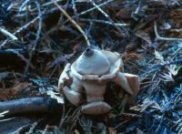 Geastrum