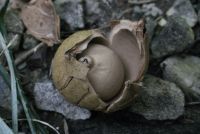 Geastrum