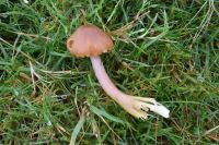 Gliophorus