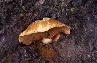 Gymnopilus