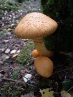 Gymnopilus