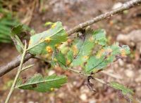 Gymnosporangium