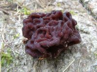 Gyromitra