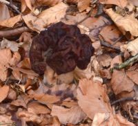 Gyromitra