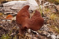 Gyromitra