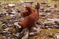 Gyromitra