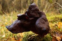 Gyromitra