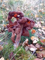 Gyromitra