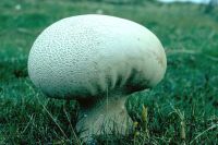 Lycoperdon