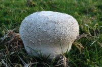 Lycoperdon