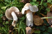 Hebeloma