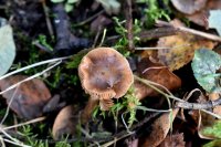 Hebeloma