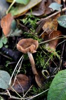 Hebeloma