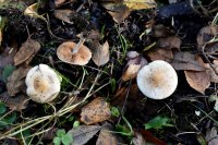 Hebeloma