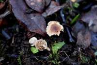 Hebeloma
