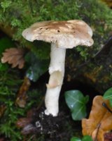Hebeloma