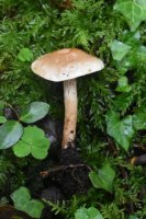 Hebeloma