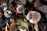Hebeloma