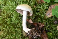 Hebeloma