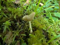 Helvella