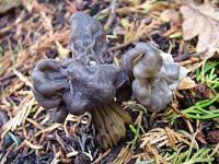 Helvella