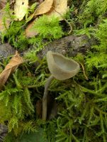 Helvella