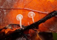 Hemimycena