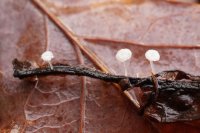 Hemimycena