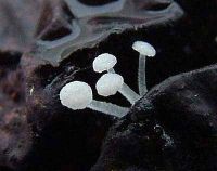 Hemimycena