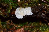 Hemimycena