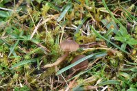 Hodophilus