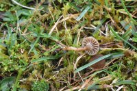 Hodophilus