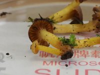 Hodophilus