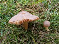 Hygrocybe