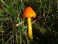 Hygrocybe