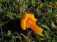 Hygrocybe