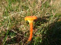 Hygrocybe