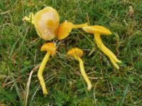 Hygrocybe