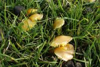 Hygrocybe