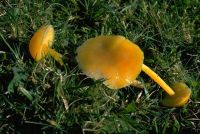 Hygrocybe