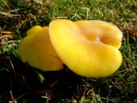 Hygrocybe