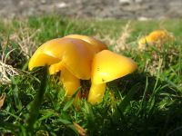 Hygrocybe