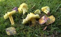 Hygrocybe