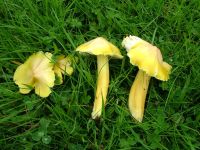 Hygrocybe