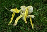 Hygrocybe