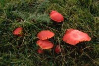 Hygrocybe