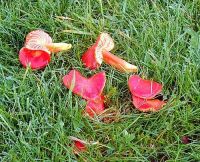 Hygrocybe