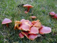 Hygrocybe